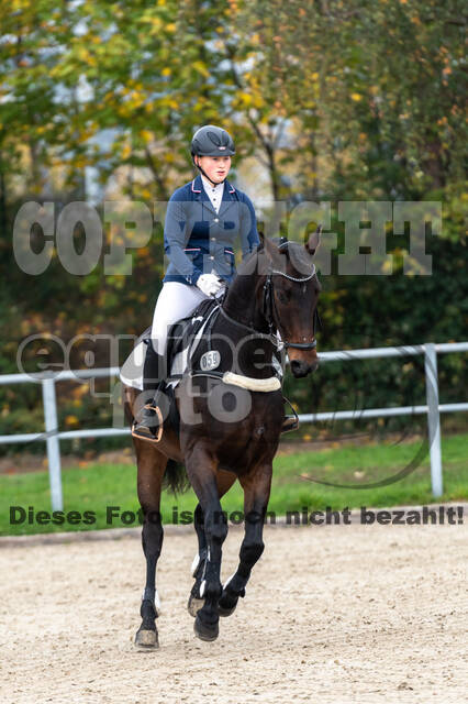 Goldene Schärpe 2020 - Pferde