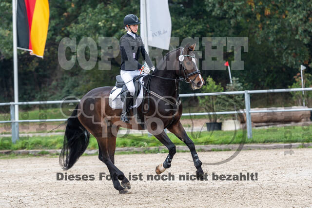 Goldene Schärpe 2020 - Pferde