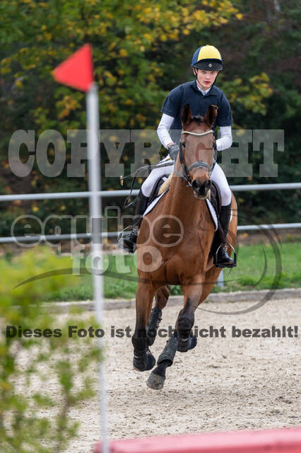 Goldene Schärpe 2020 - Pferde