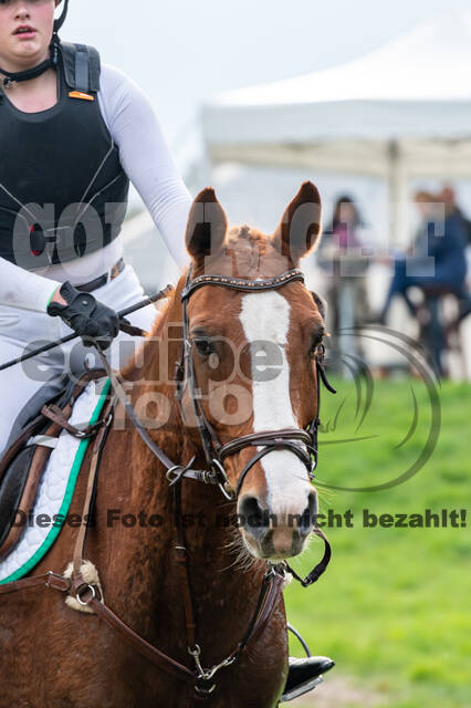 Goldene Schärpe 2020 - Pferde