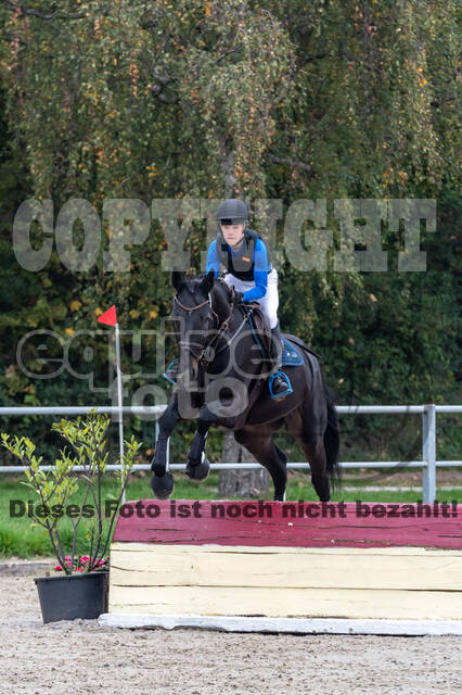 Goldene Schärpe 2020 - Pferde