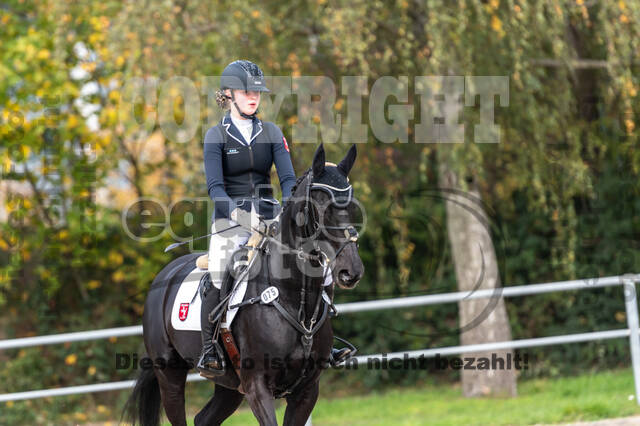 Goldene Schärpe 2020 - Pferde