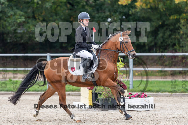 Goldene Schärpe 2020 - Pferde