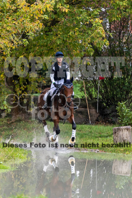 Goldene Schärpe 2020 - Pferde