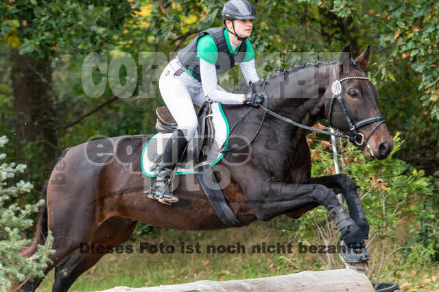 Goldene Schärpe 2020 - Pferde