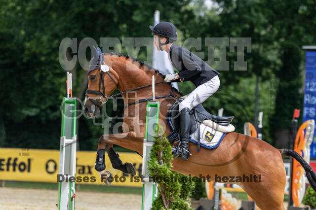 Goldene Schärpe 2021 - Ponys