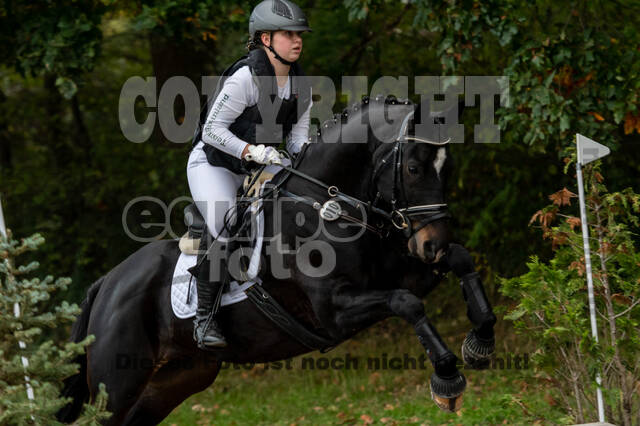 Goldene Schärpe 2020 - Pferde