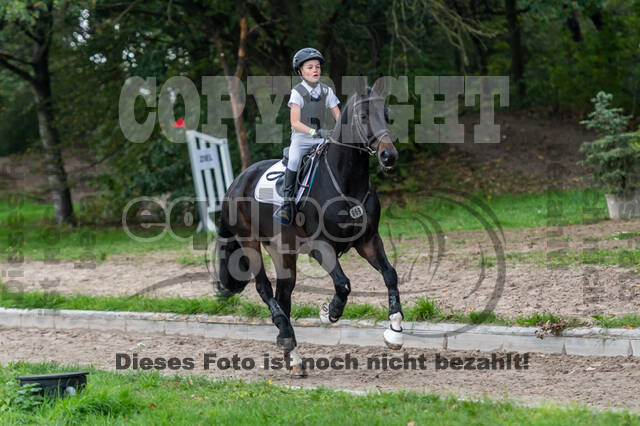 Goldene Schärpe 2020 - Pferde