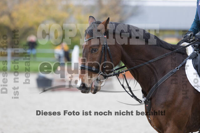 IGV Lehrgang der Sieger der Cups mit Frank Ostholt