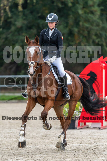 Goldene Schärpe 2020 - Pferde