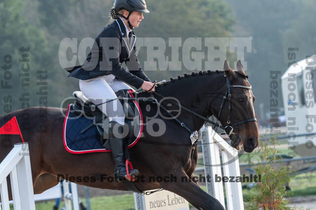 Goldene Schärpe 2020 - Pferde