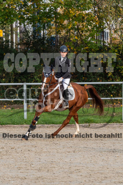 Goldene Schärpe 2020 - Pferde