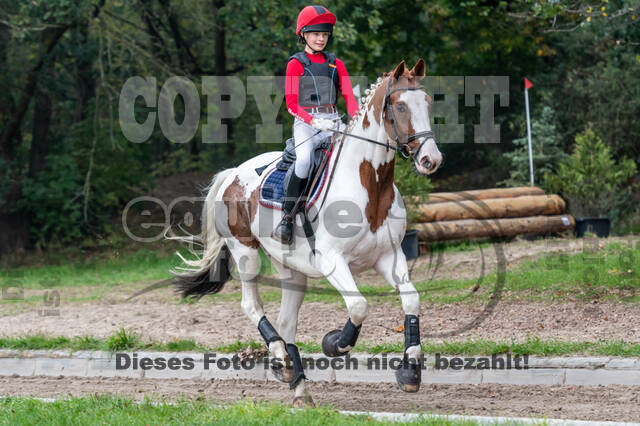 Goldene Schärpe 2020 - Pferde