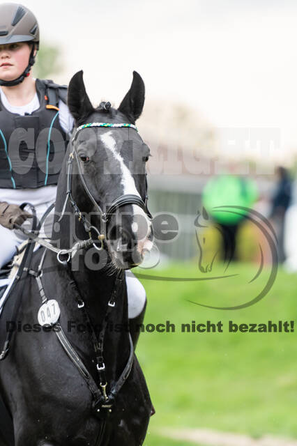 Goldene Schärpe 2020 - Pferde