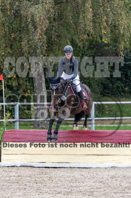 Goldene Schärpe 2020 - Pferde