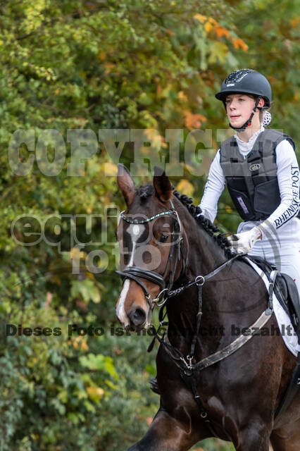 Goldene Schärpe 2020 - Pferde