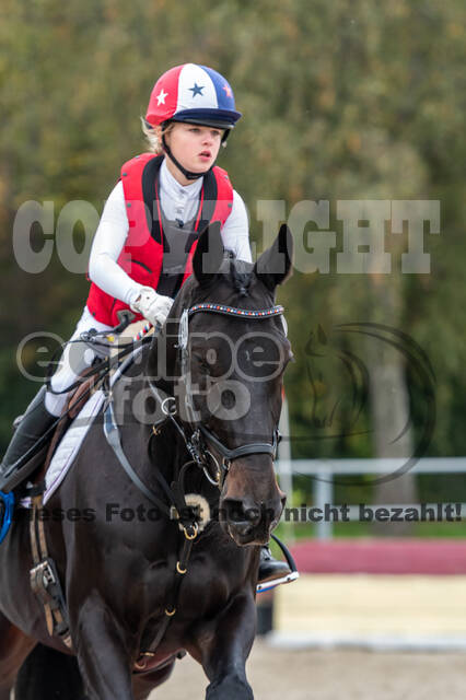 Goldene Schärpe 2020 - Pferde