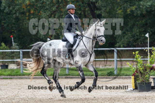 Goldene Schärpe 2020 - Pferde