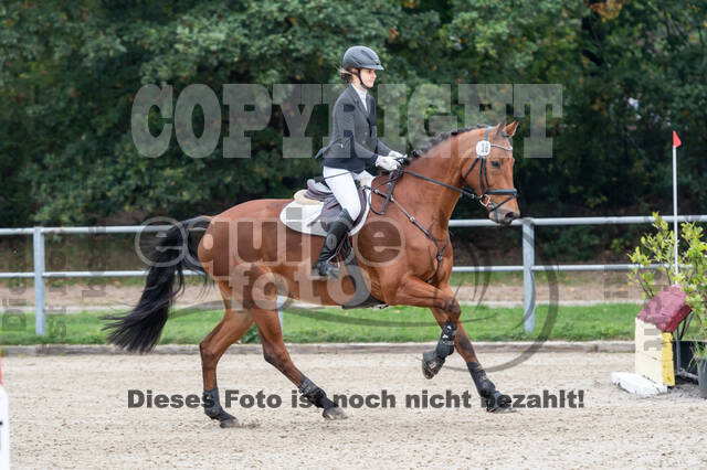 Goldene Schärpe 2020 - Pferde