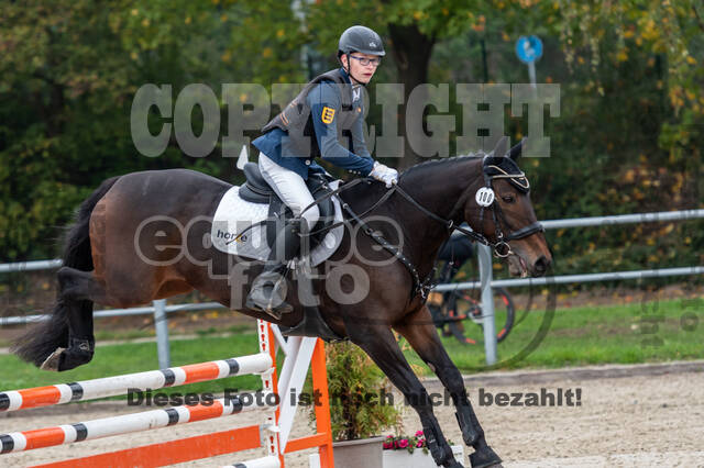 Goldene Schärpe 2020 - Pferde