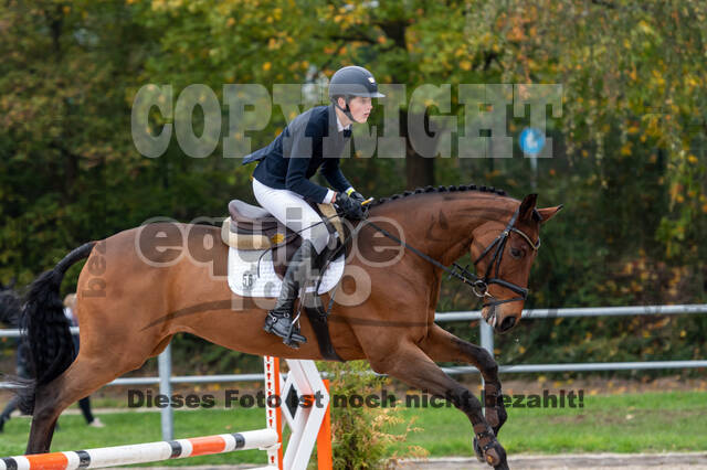 Goldene Schärpe 2020 - Pferde