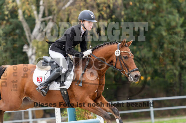 Goldene Schärpe 2020 - Pferde