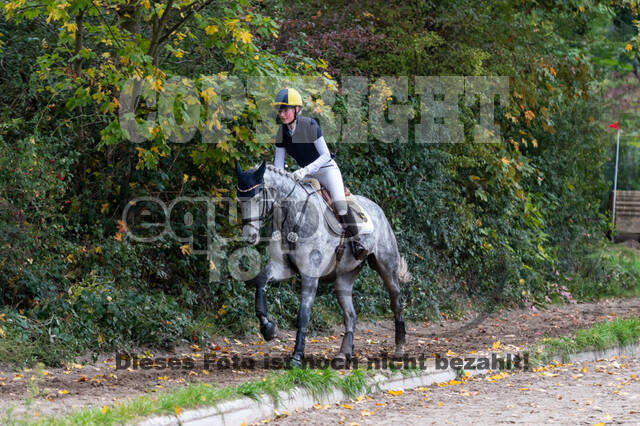 Goldene Schärpe 2020 - Pferde