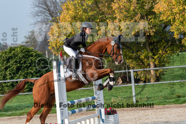 Goldene Schärpe 2020 - Pferde