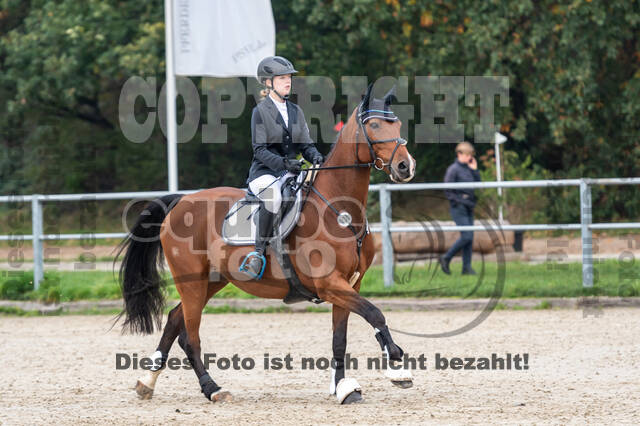 Goldene Schärpe 2020 - Pferde