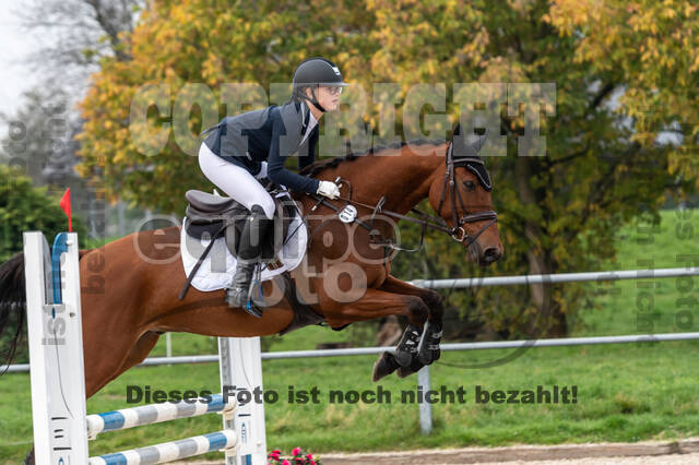 Goldene Schärpe 2020 - Pferde