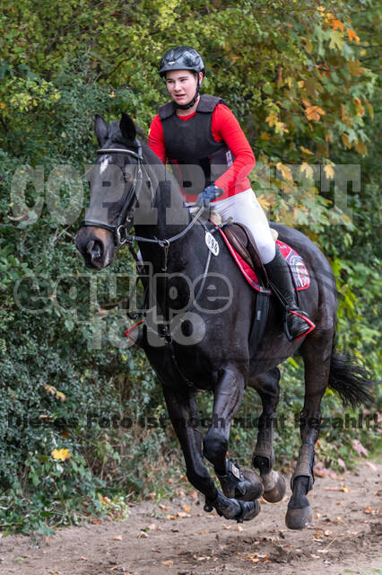 Goldene Schärpe 2020 - Pferde