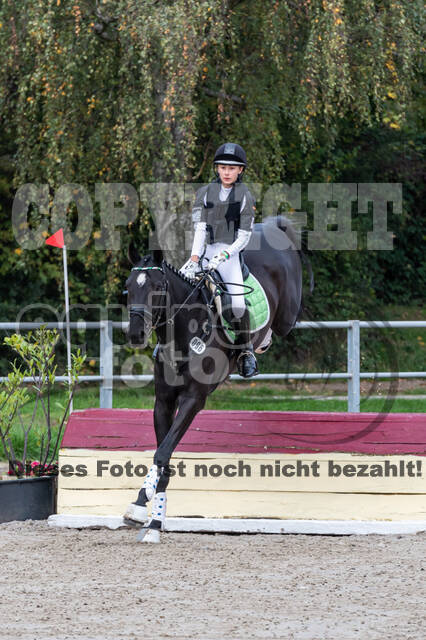 Goldene Schärpe 2020 - Pferde