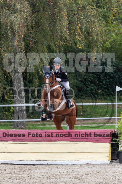 Goldene Schärpe 2020 - Pferde