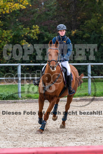 Goldene Schärpe 2020 - Pferde