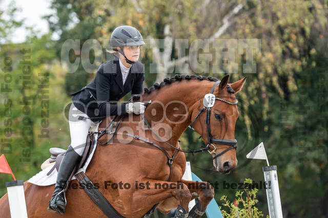 Goldene Schärpe 2020 - Pferde