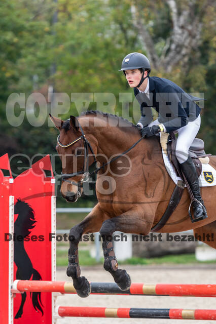 Goldene Schärpe 2020 - Pferde