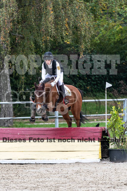 Goldene Schärpe 2020 - Pferde