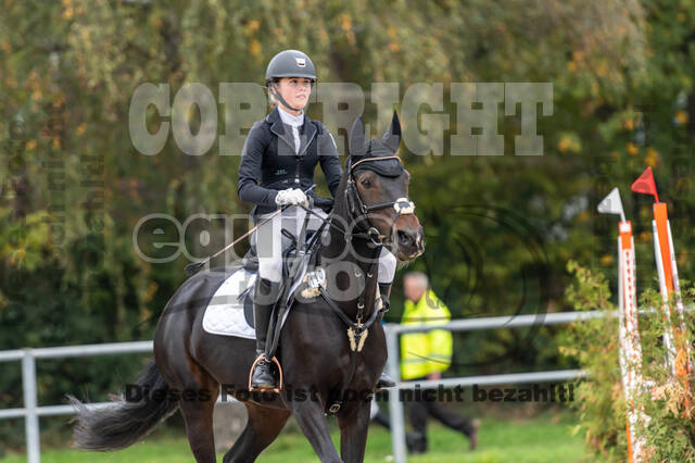 Goldene Schärpe 2020 - Pferde