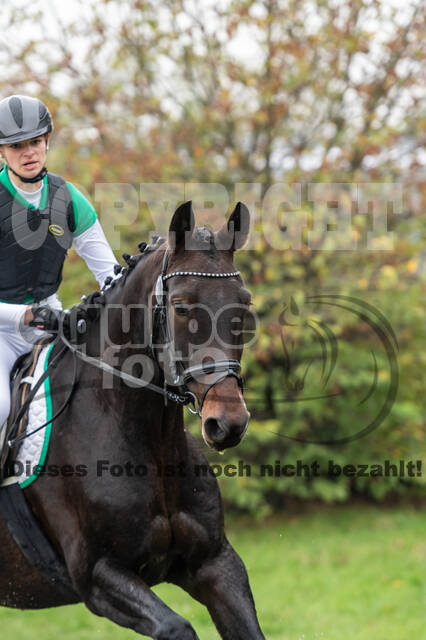 Goldene Schärpe 2020 - Pferde