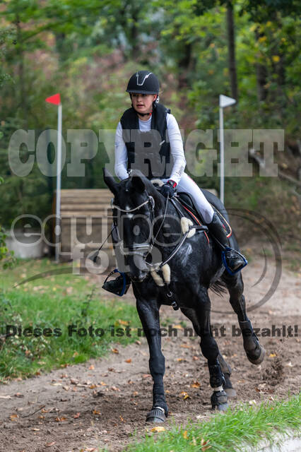 Goldene Schärpe 2020 - Pferde