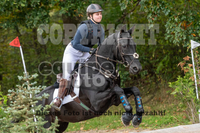 Goldene Schärpe 2020 - Pferde