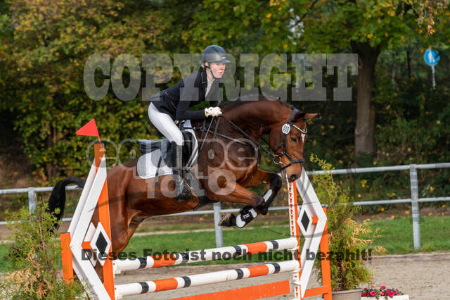 Goldene Schärpe 2020 - Pferde