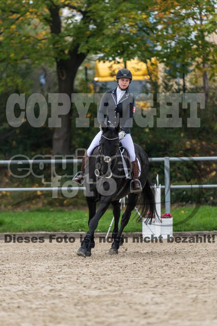 Goldene Schärpe 2020 - Pferde