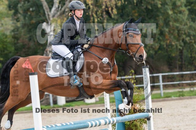 Goldene Schärpe 2020 - Pferde