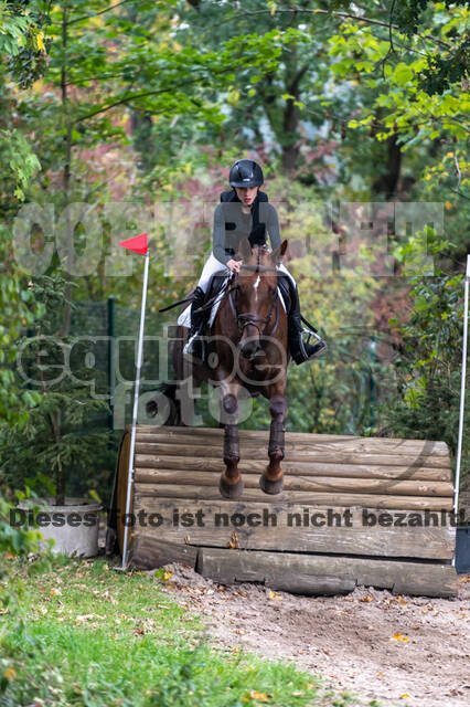 Goldene Schärpe 2020 - Pferde