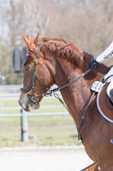 Eventing Langenfeld 2018