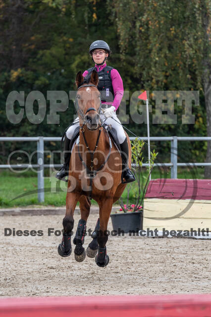 Goldene Schärpe 2020 - Pferde