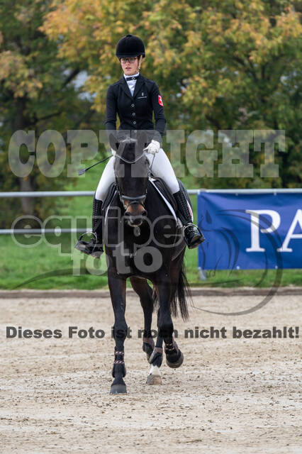 Goldene Schärpe 2020 - Pferde