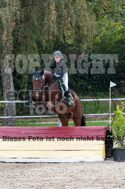 Goldene Schärpe 2020 - Pferde