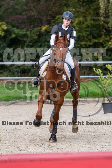 Goldene Schärpe 2020 - Pferde